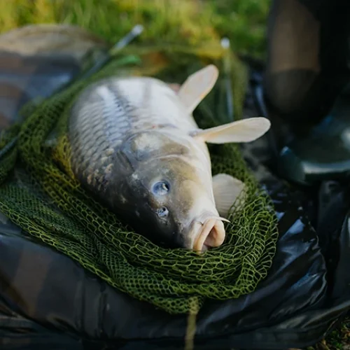 Close-up of a caught carp in fishing net. Fisherman fishing at a lake, caught a carp.
